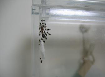 Ant12.jpg