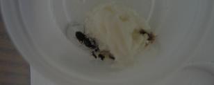 Ant21.JPG